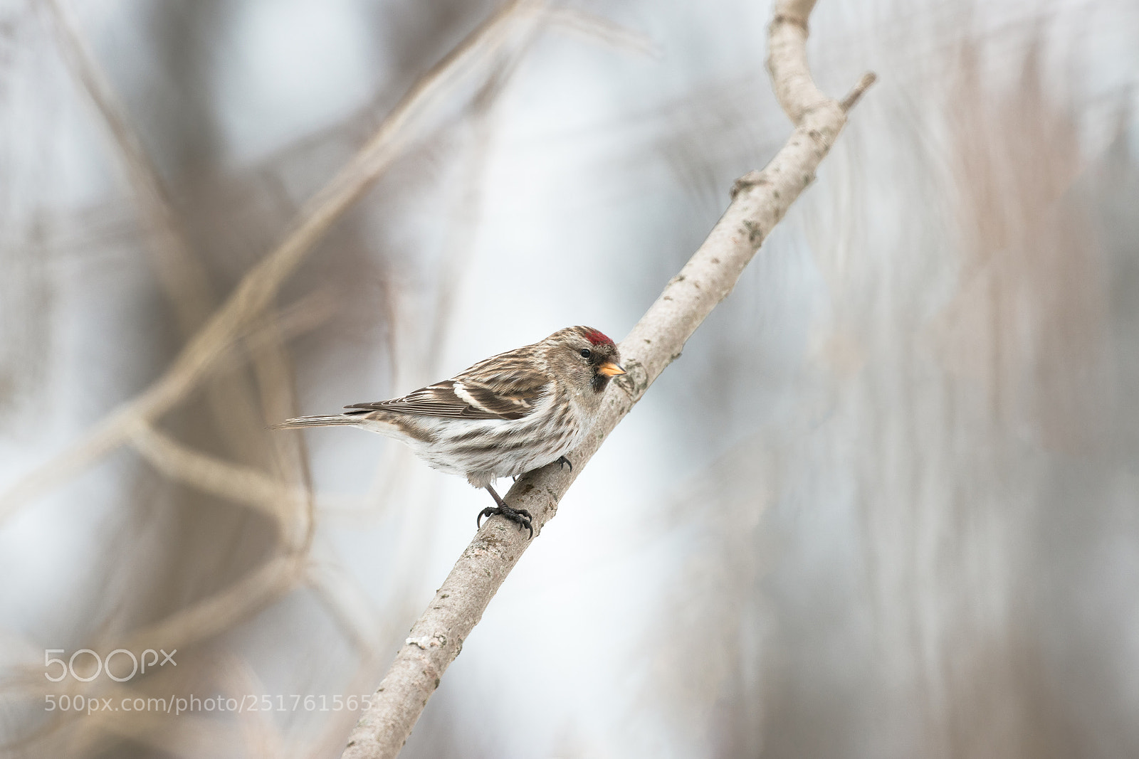 Canon EOS 80D sample photo. Common redpoll photography