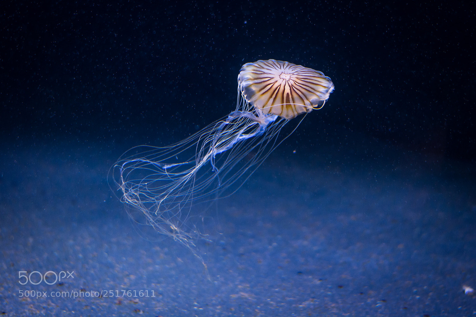 Nikon D5200 sample photo. Japanese sea nettle photography