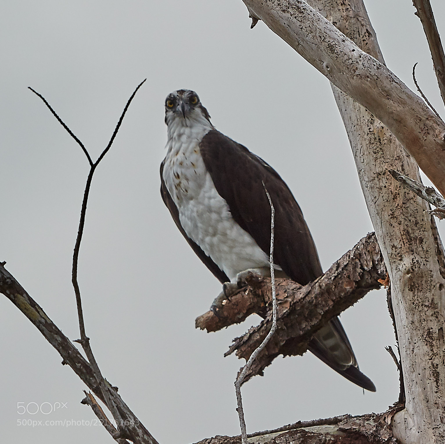 Canon EOS 5DS R sample photo. 04-01-18-0010277.jpg photography