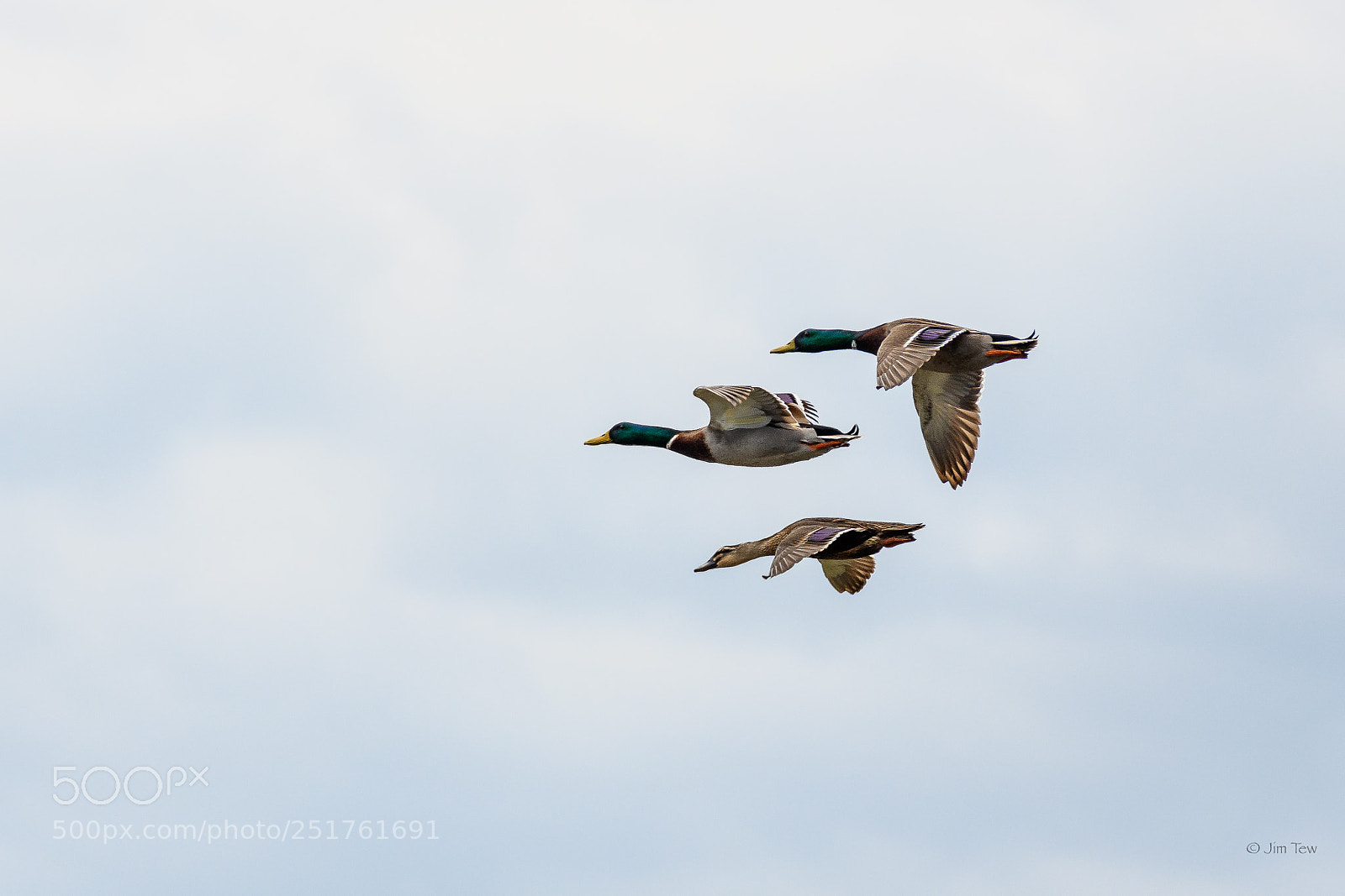 Nikon D7500 sample photo. Mallards in flight photography
