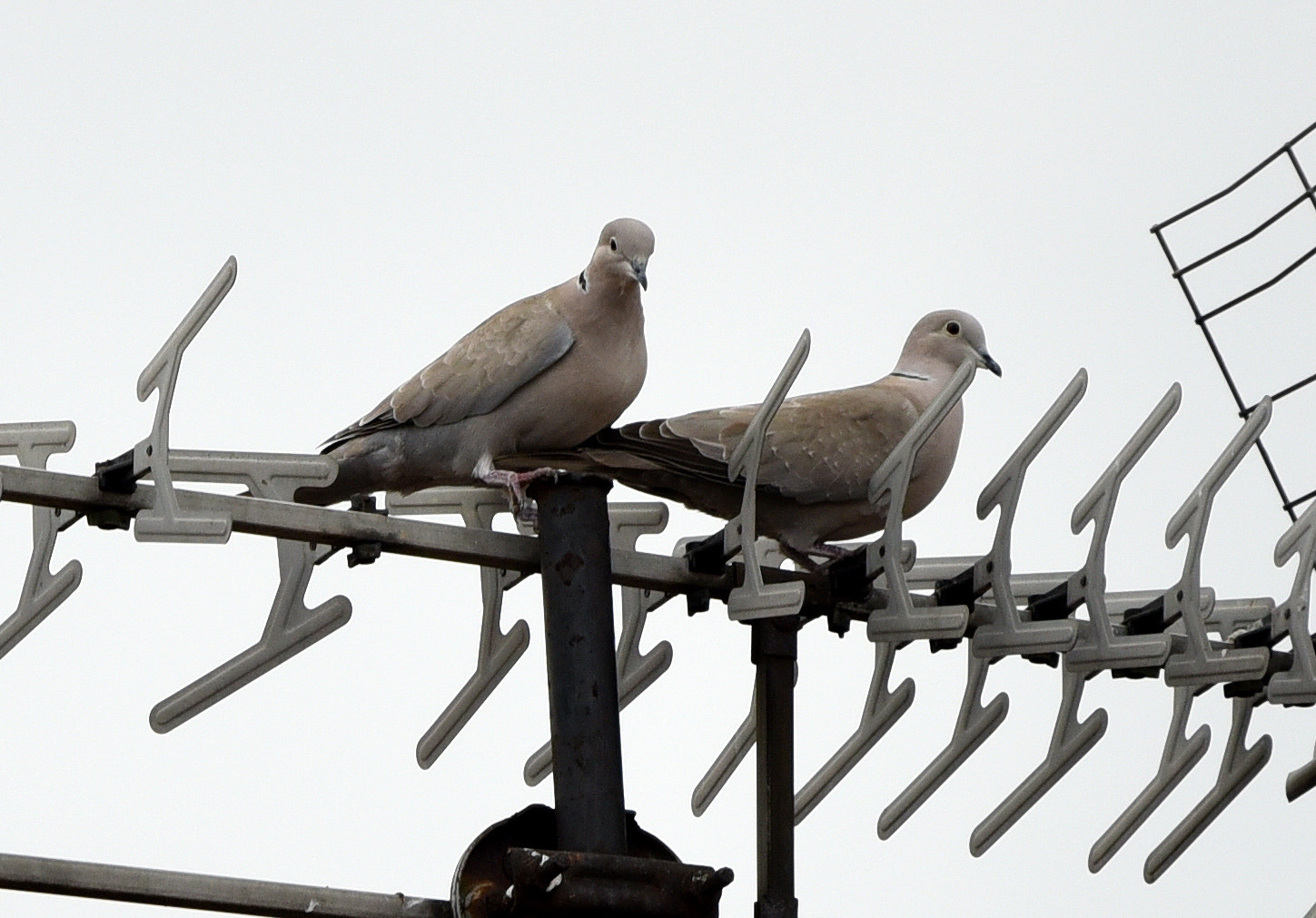 Sigma 150-600mm F5-6.3 DG OS HSM | C sample photo. Eurasian collared dove (streptopelia decaocto) photography