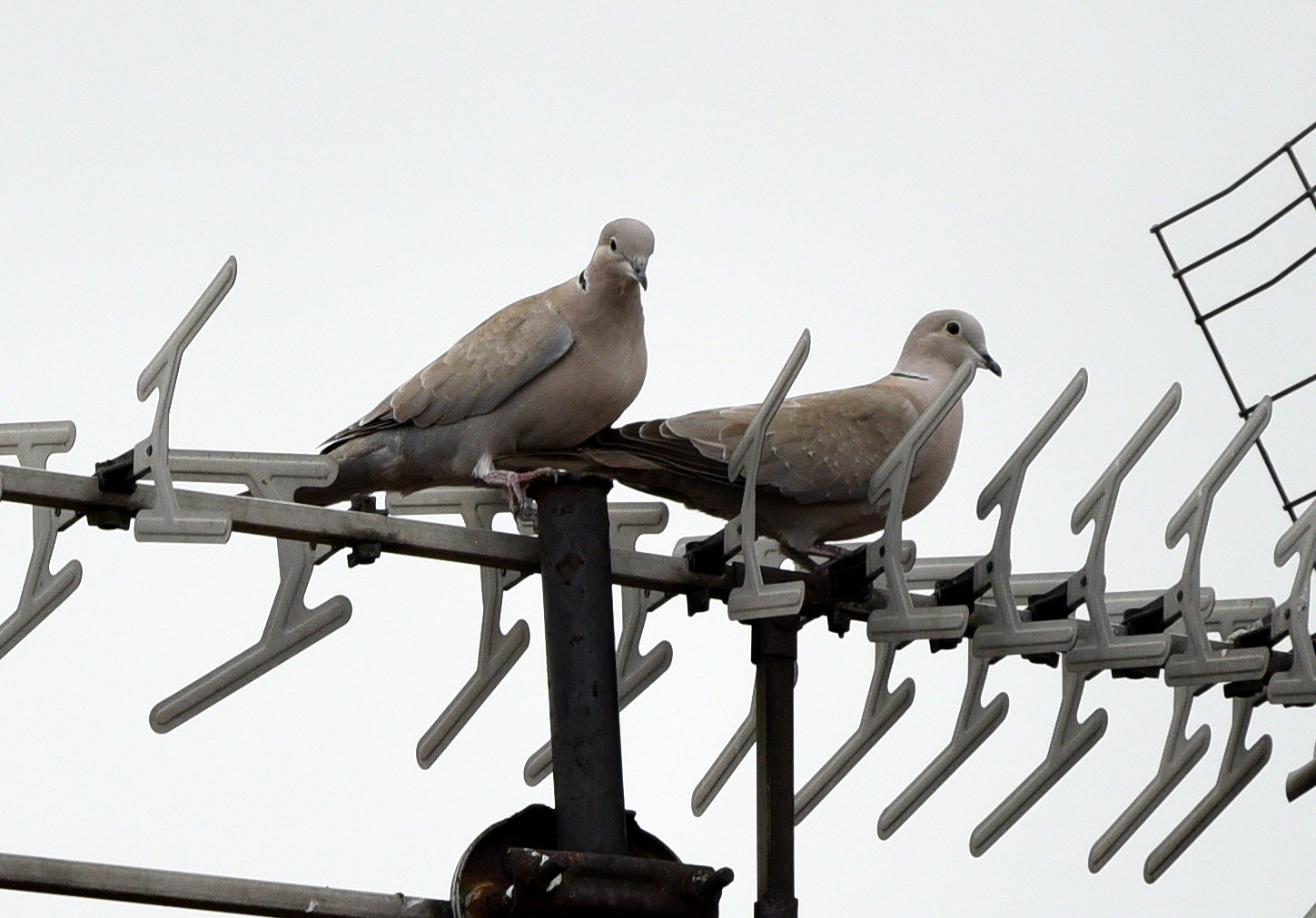 Nikon D750 + Sigma 150-600mm F5-6.3 DG OS HSM | C sample photo. Eurasian collared dove (streptopelia decaocto) photography