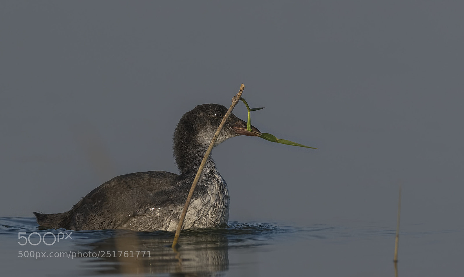 Nikon D500 sample photo. Eurasian coot photography