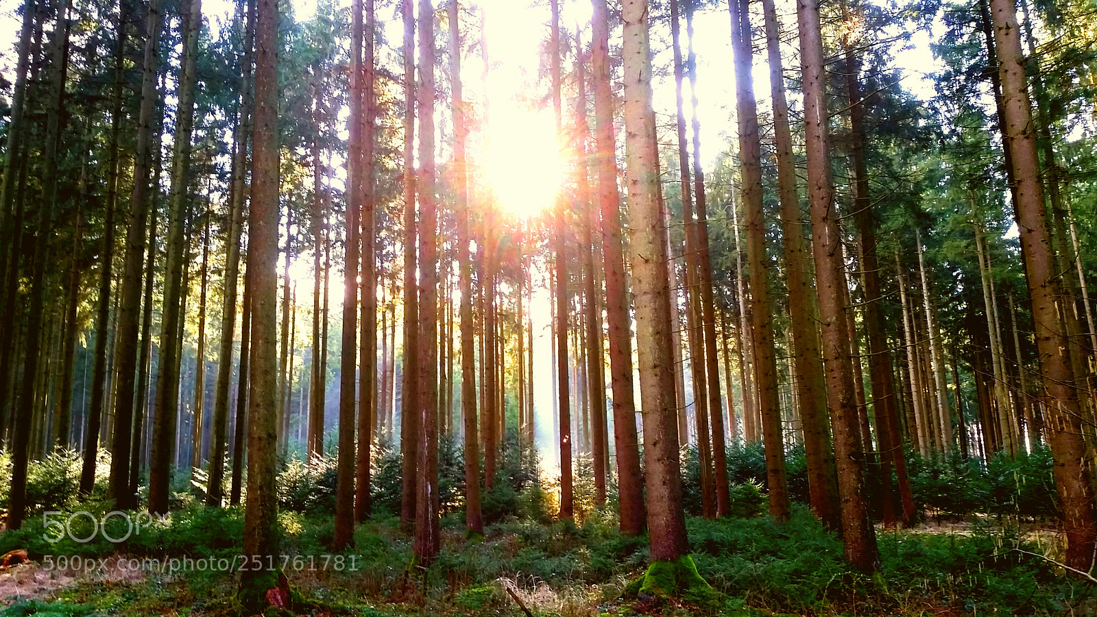 Samsung Galaxy S5 sample photo. Sun in the woods photography