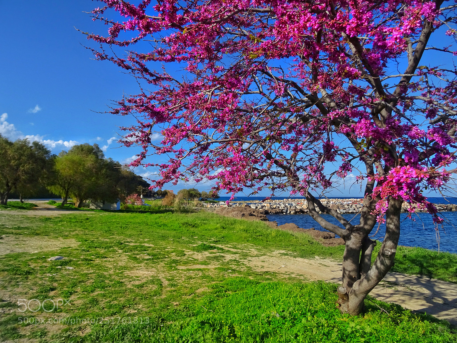 Sony DSC-HX60 sample photo. Lilac tree photography