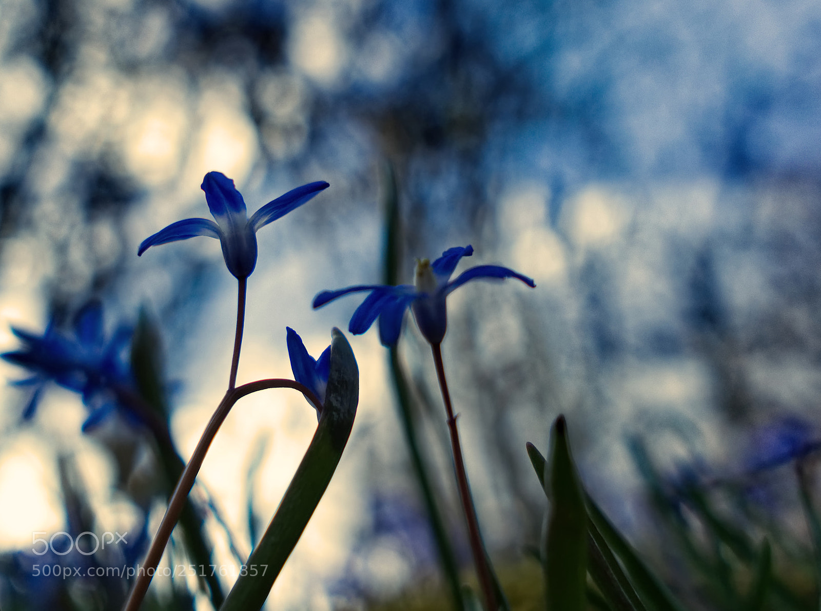 Olympus OM-D E-M10 III sample photo. Blue flower photography