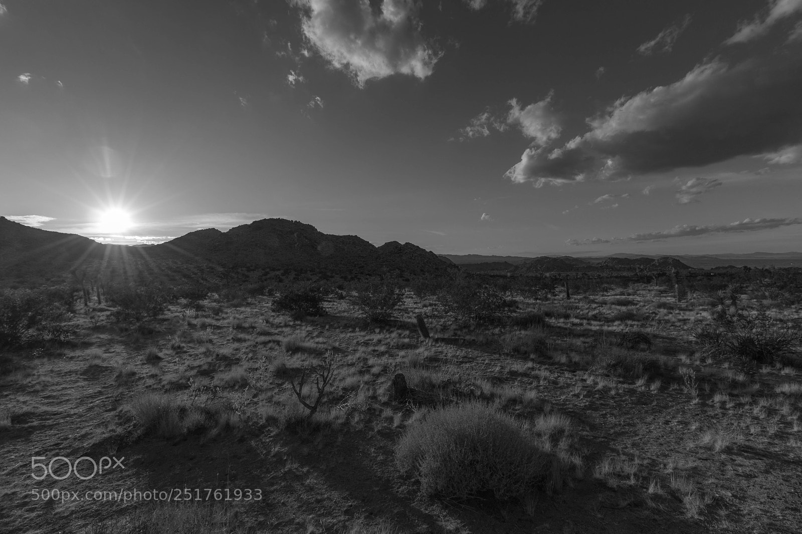 Canon EOS 80D sample photo. Josh tree b&w photography