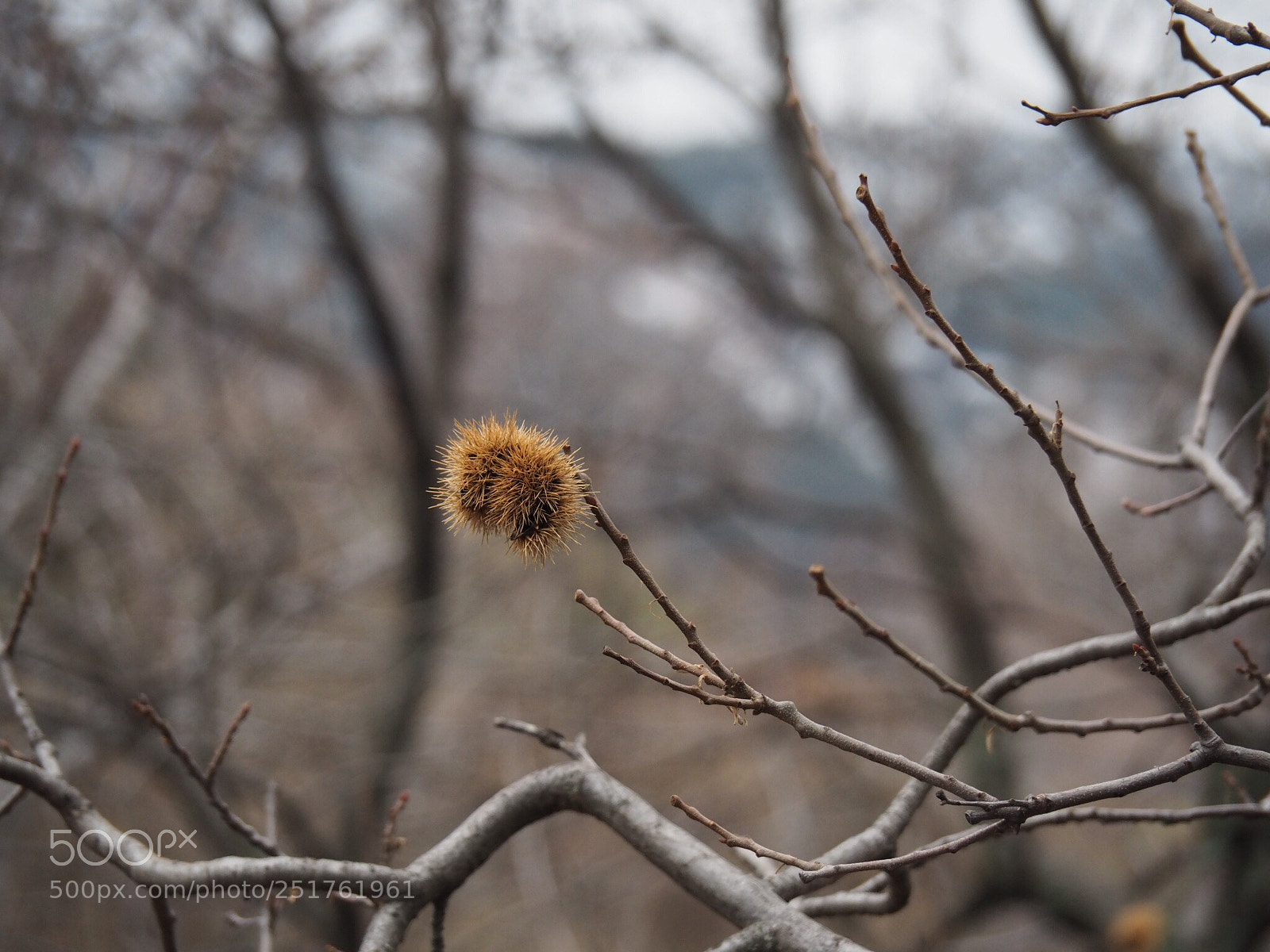 Olympus OM-D E-M5 II sample photo. Untitled photography