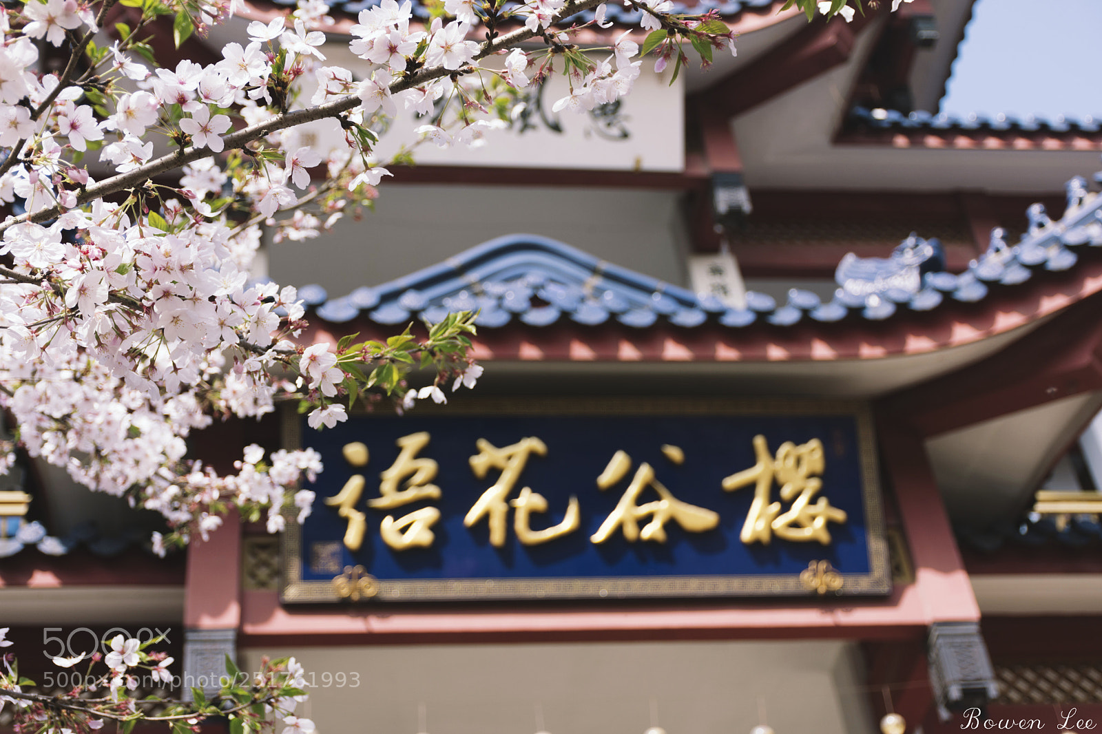 Nikon D7200 sample photo. 樱花?cherry blossoms photography