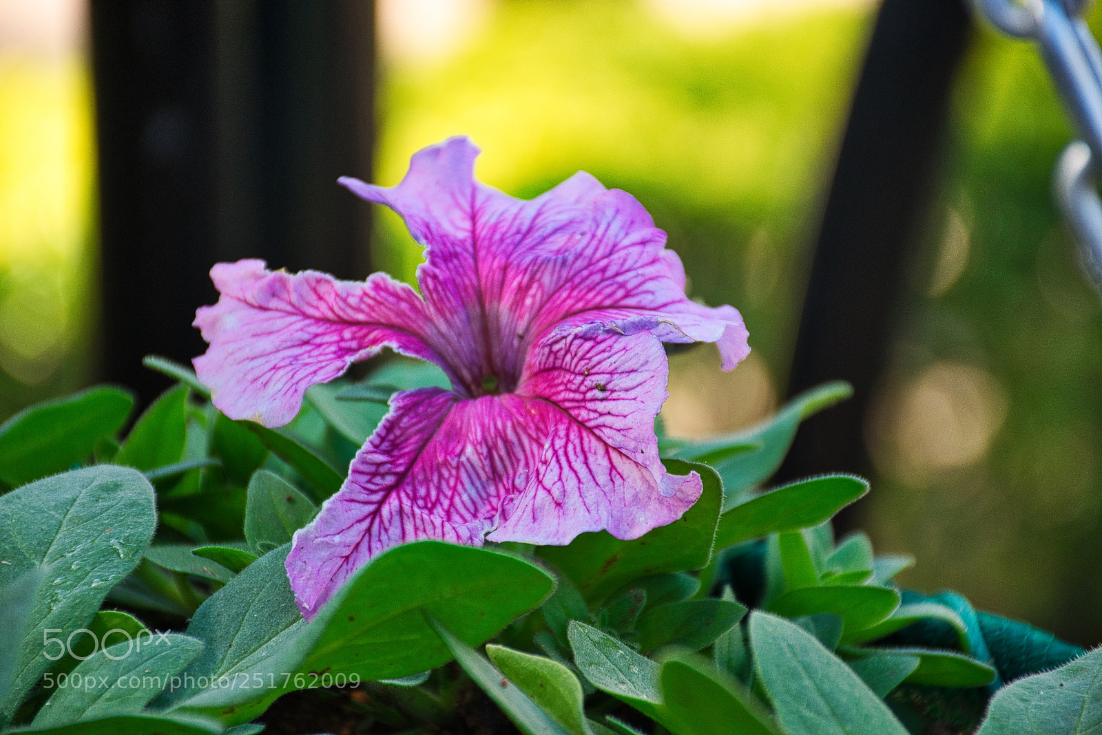 Nikon D5300 sample photo. Garden photography photography