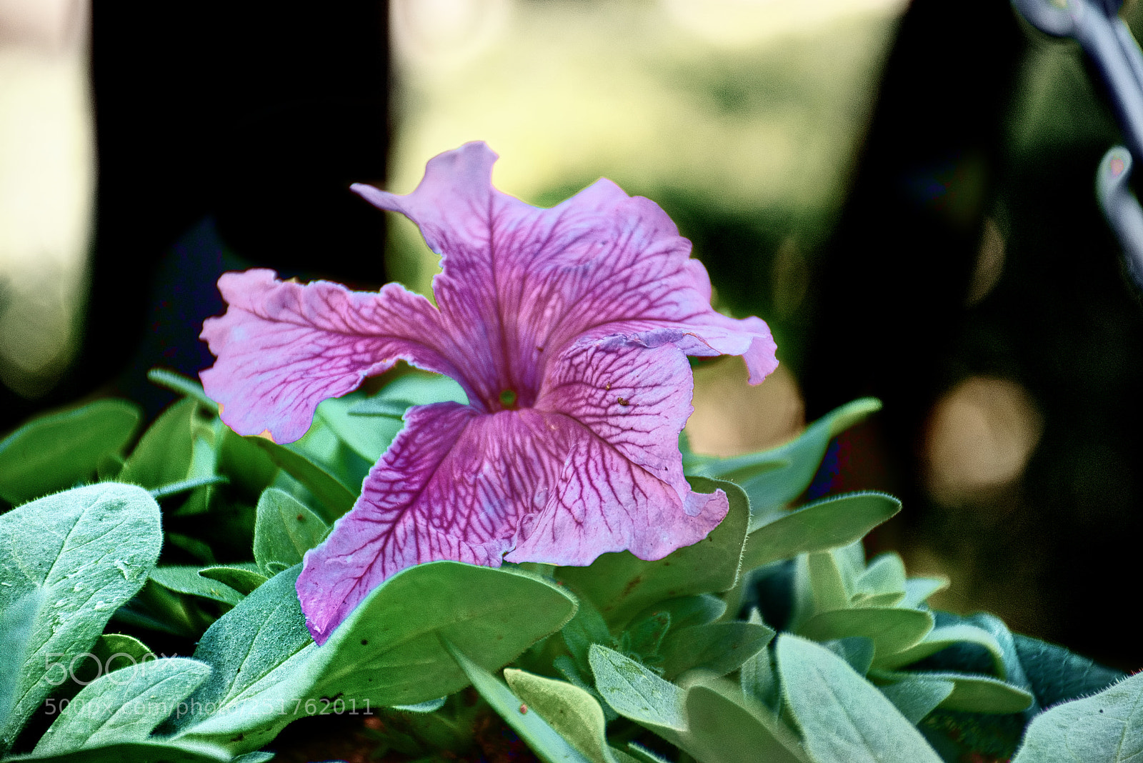 Nikon D5300 sample photo. Garden photography photography