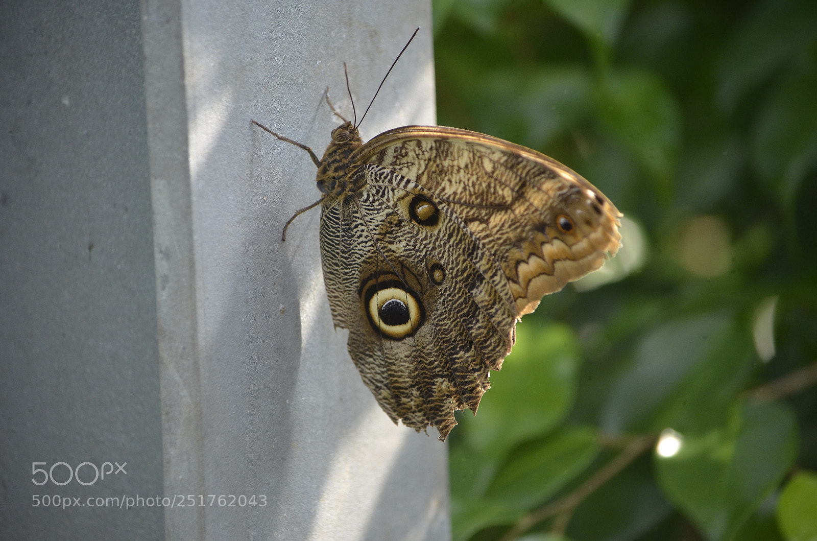 Nikon D7000 sample photo. Butterfly 1 photography