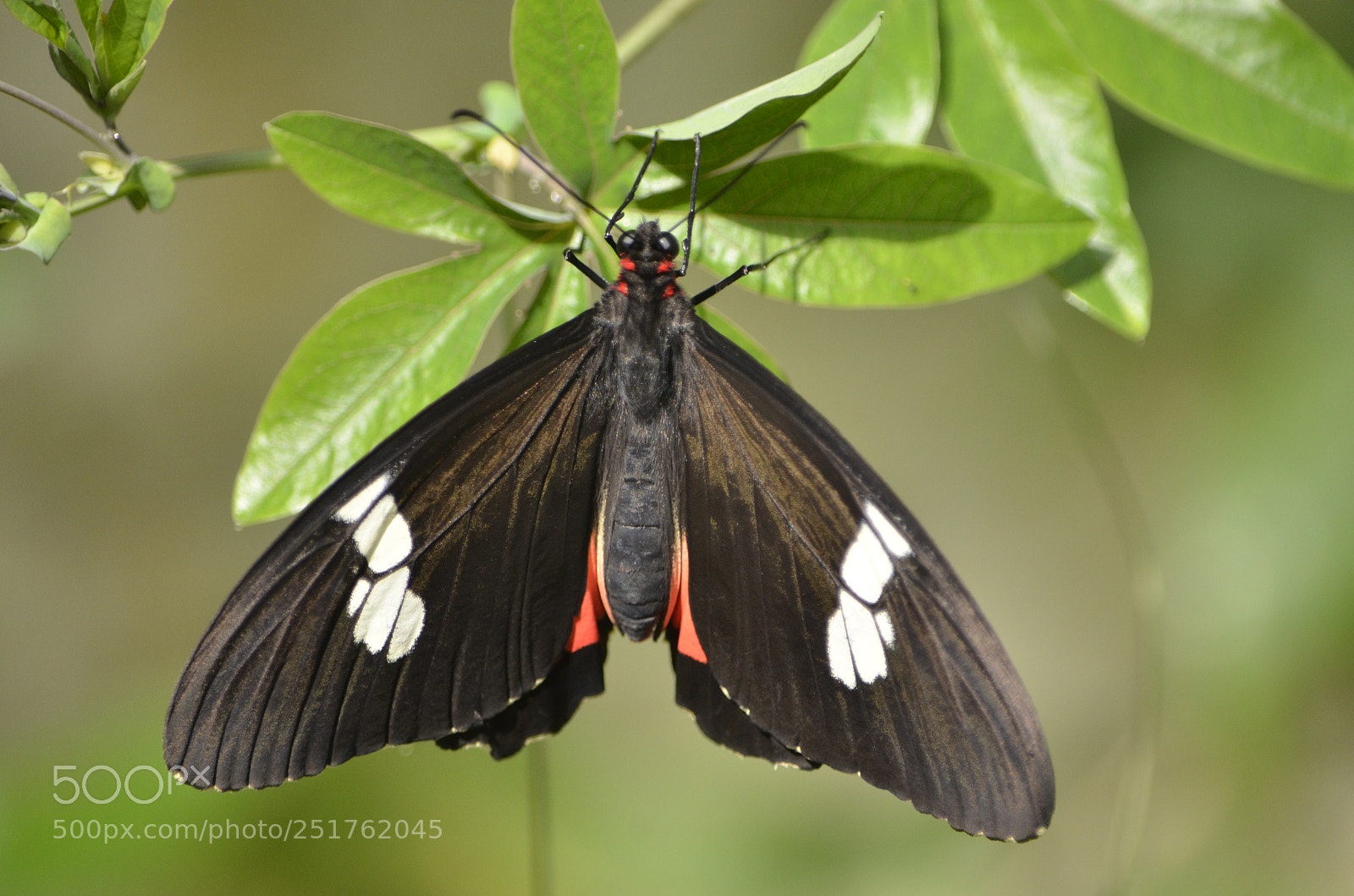 Nikon D7000 sample photo. Butterfly 2 photography