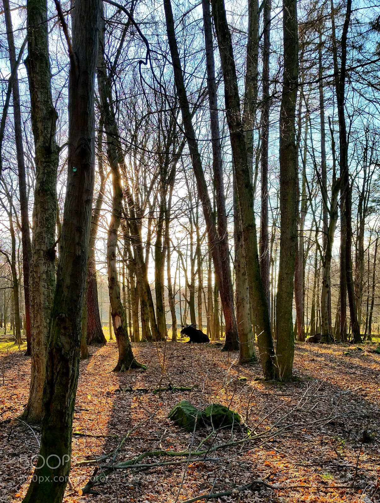 Samsung Galaxy S5 sample photo. Elk in the woods photography