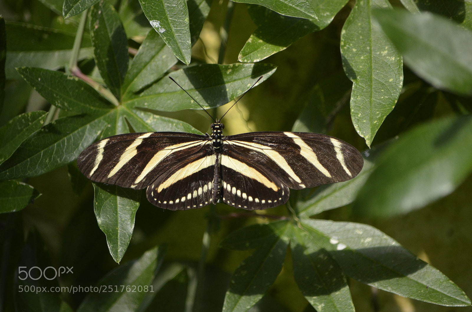 Nikon D7000 sample photo. Butterfly 3 photography