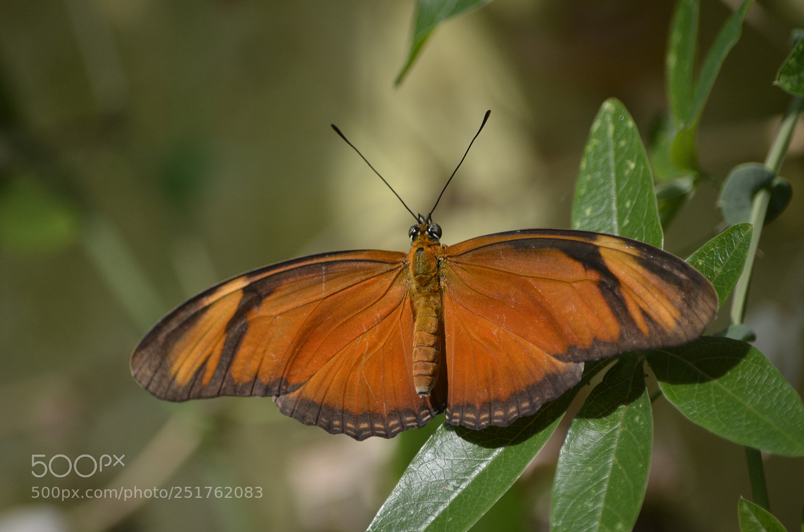 Nikon D7000 sample photo. Butterfly 4 photography
