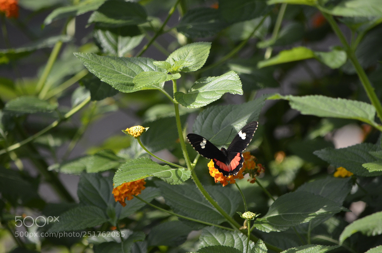 Nikon D7000 sample photo. Butterfly 5 photography