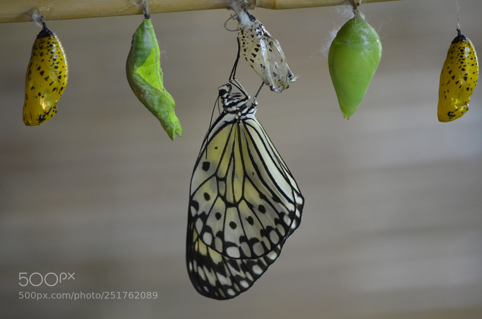 Nikon D7000 sample photo. Butterfly 6 photography