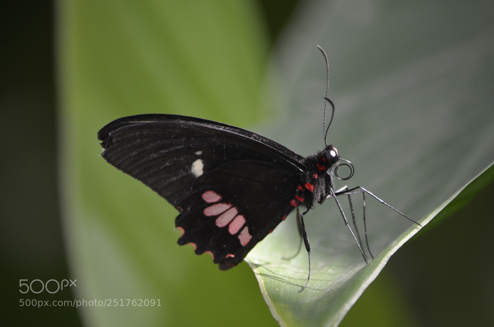 Nikon D7000 sample photo. Butterfly 7 photography
