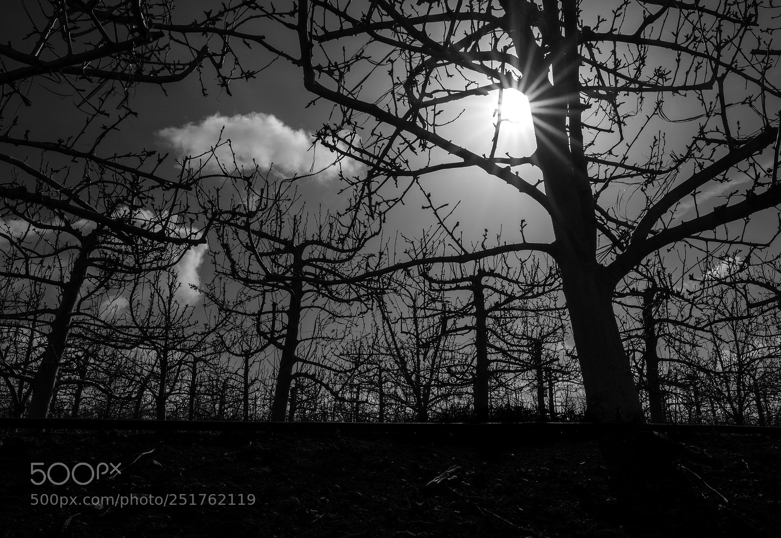 Fujifilm X-T2 sample photo. Silhouettes photography