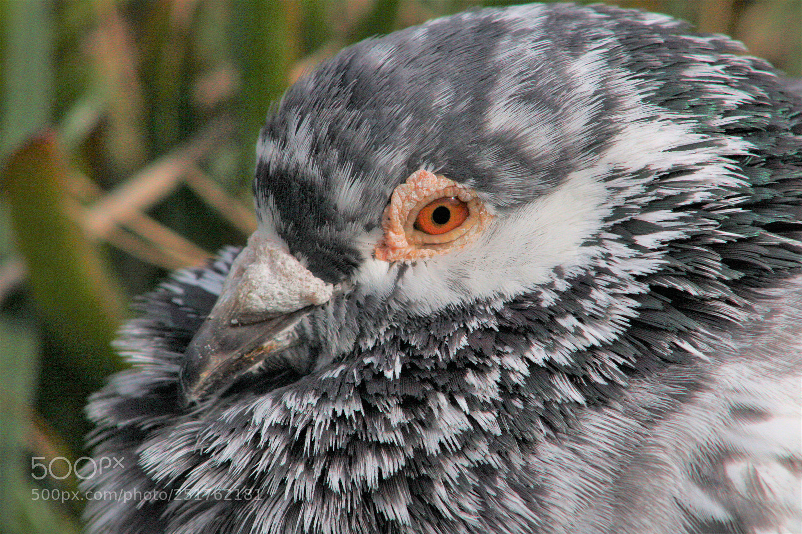 Canon EOS 1300D (EOS Rebel T6 / EOS Kiss X80) sample photo. Tear pigeon photography