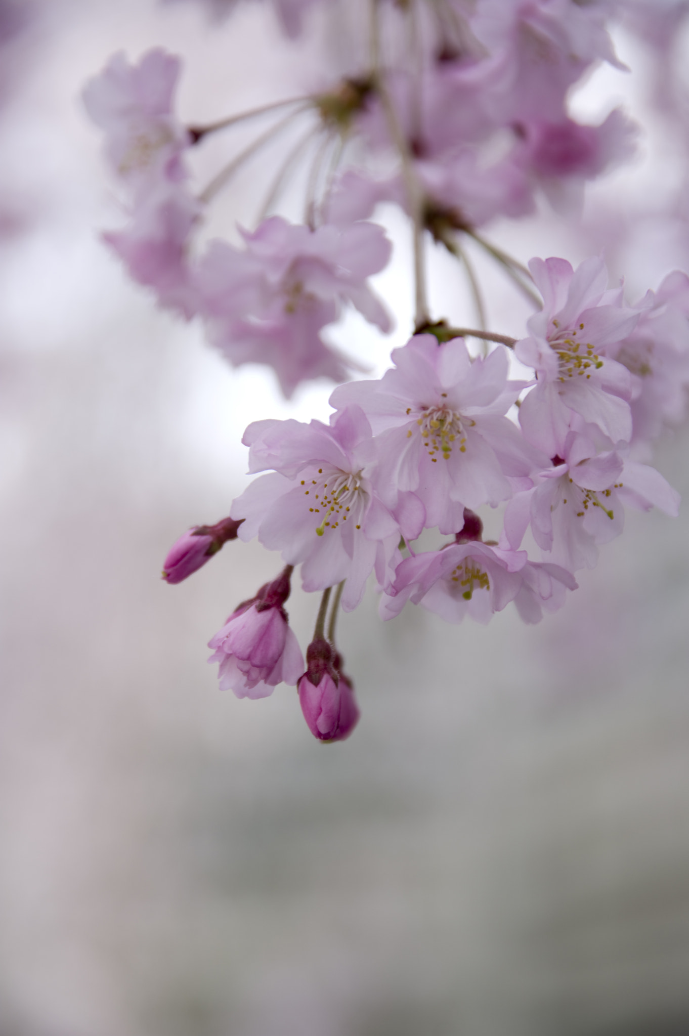 Pentax KP sample photo. 桜の花の咲く山里 photography