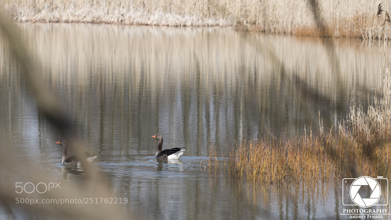 Canon EOS 70D sample photo. Ente photography
