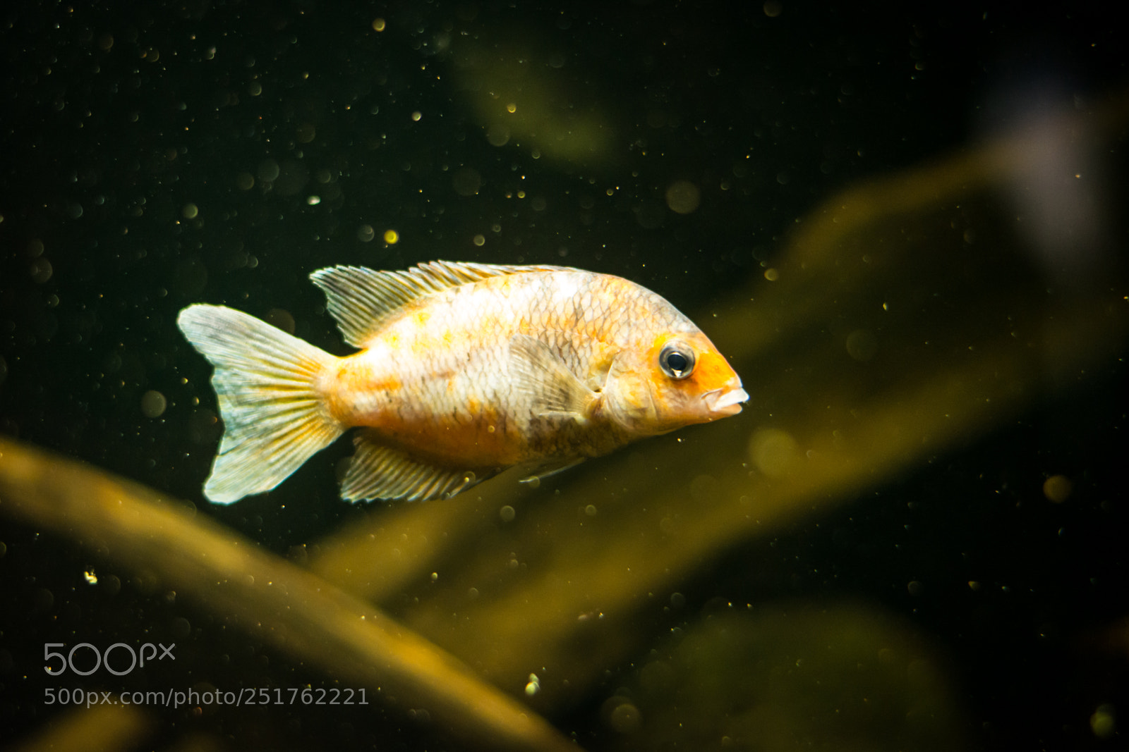 Nikon D5200 sample photo. Yellow calico damba photography