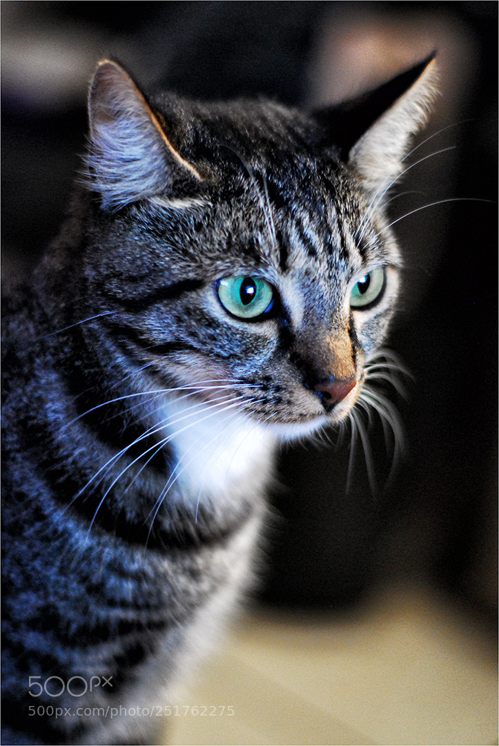 Nikon D200 sample photo. Banjo photography
