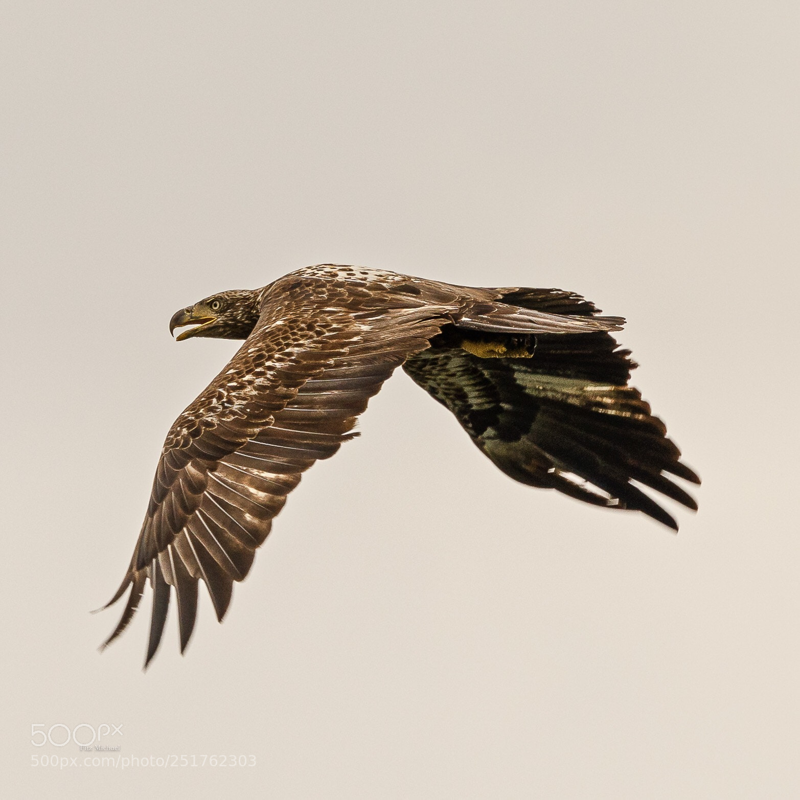 Sony a7R III sample photo. Fly like an eagle  photography