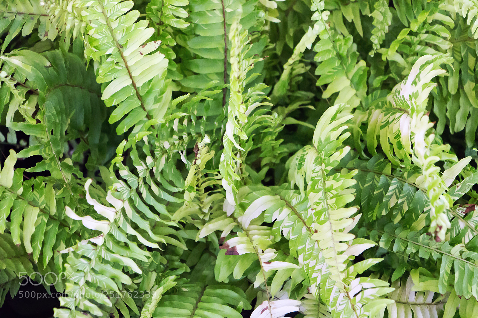 Canon EOS 700D (EOS Rebel T5i / EOS Kiss X7i) sample photo. Ostrich fern a small photography