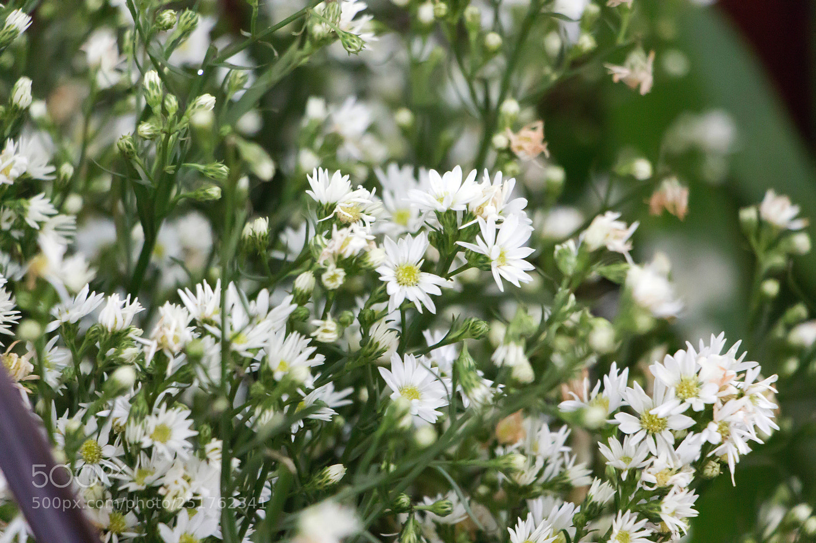 Canon EOS 700D (EOS Rebel T5i / EOS Kiss X7i) sample photo. Heath aster in a photography