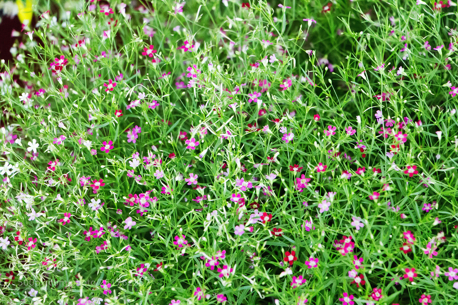 Canon EOS 700D (EOS Rebel T5i / EOS Kiss X7i) sample photo. Gypsophila in a small photography