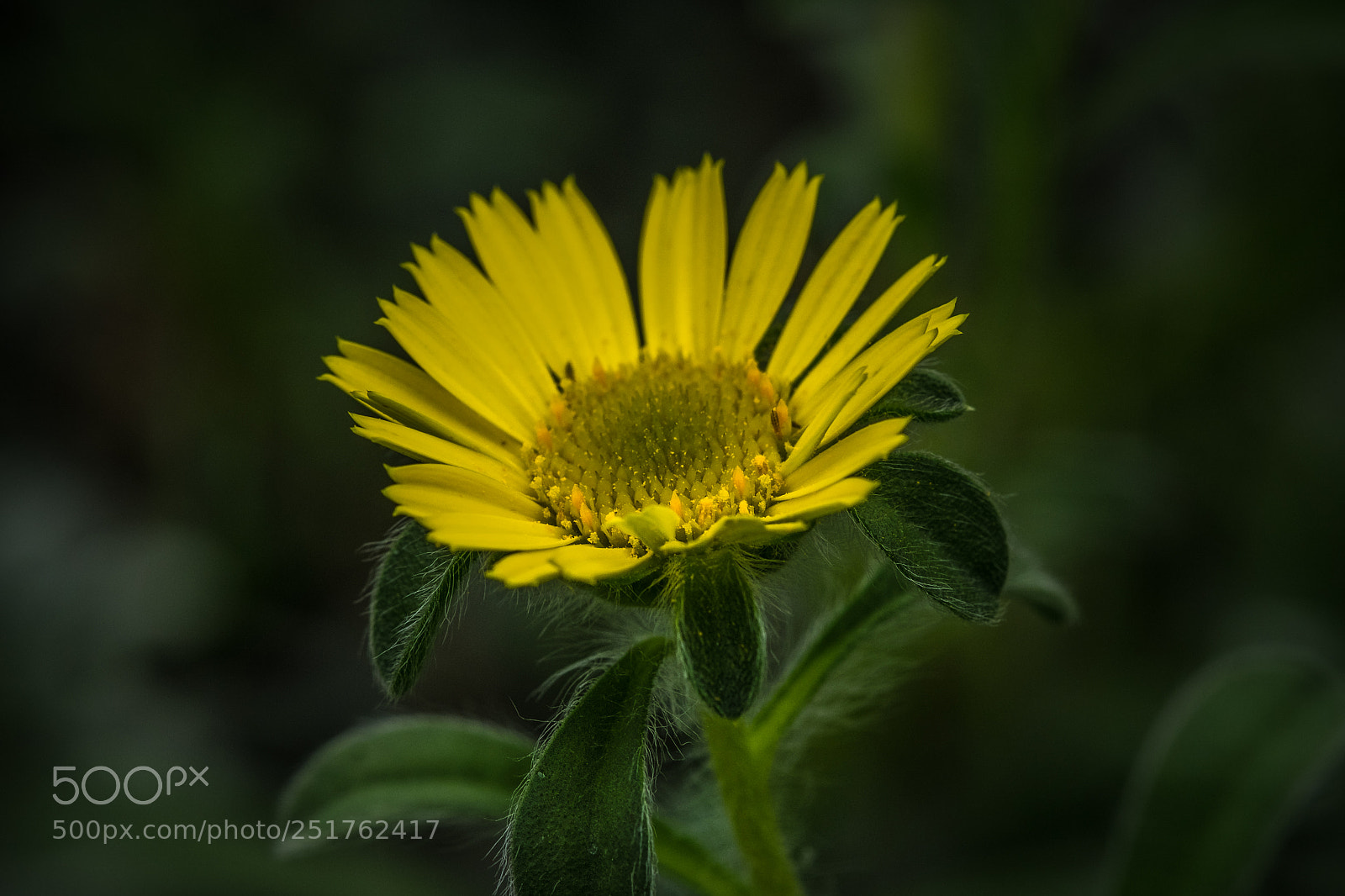 Fujifilm X-T1 sample photo. Strandstern (asteriscus maritimus) photography