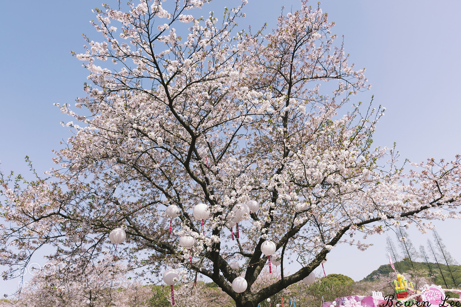 Nikon D7200 sample photo. 樱花?cherry blossoms photography