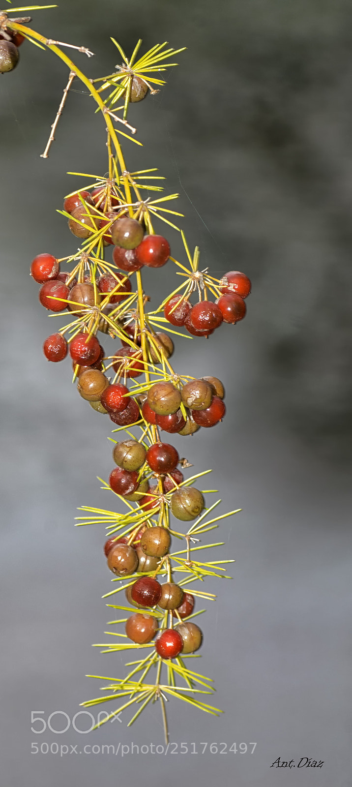 Nikon D7100 sample photo. Frutas silvestres photography