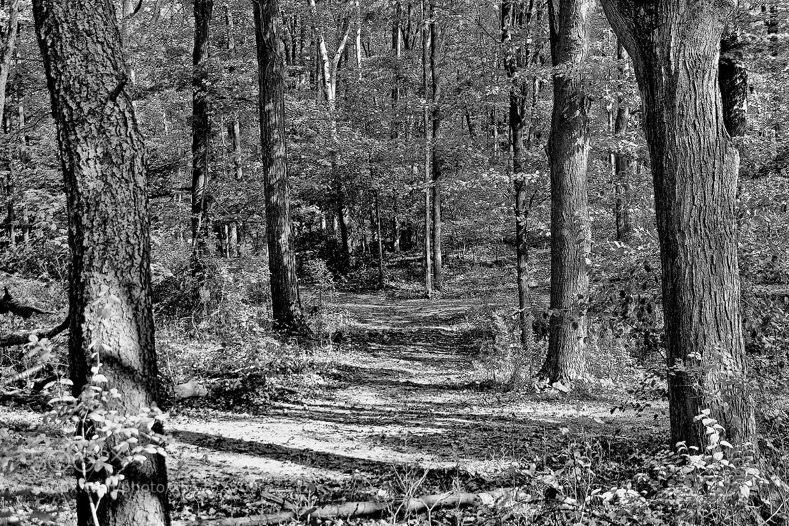 Pentax K-1 sample photo. The forest awaits photography
