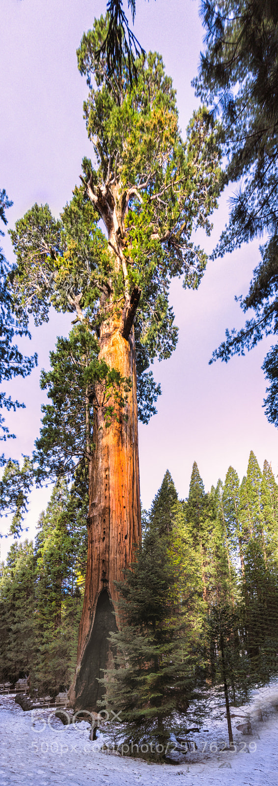 Sony a6000 sample photo. General sherman tree photography