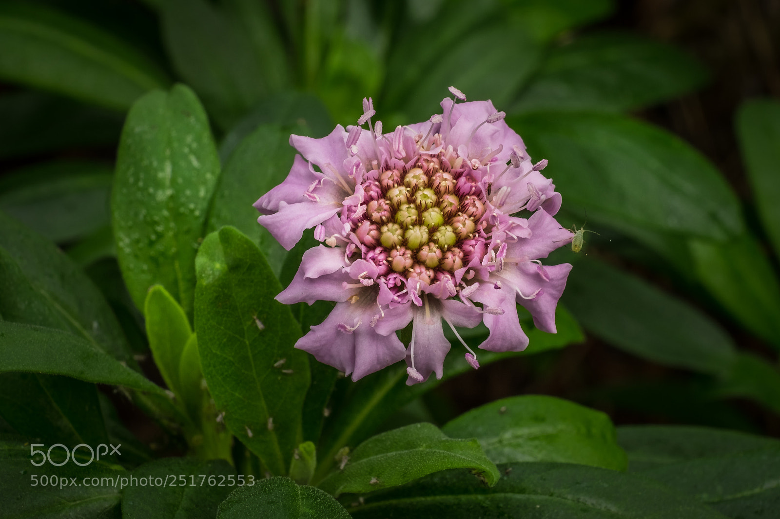 Fujifilm X-T1 sample photo. Scabiosa columbaria photography