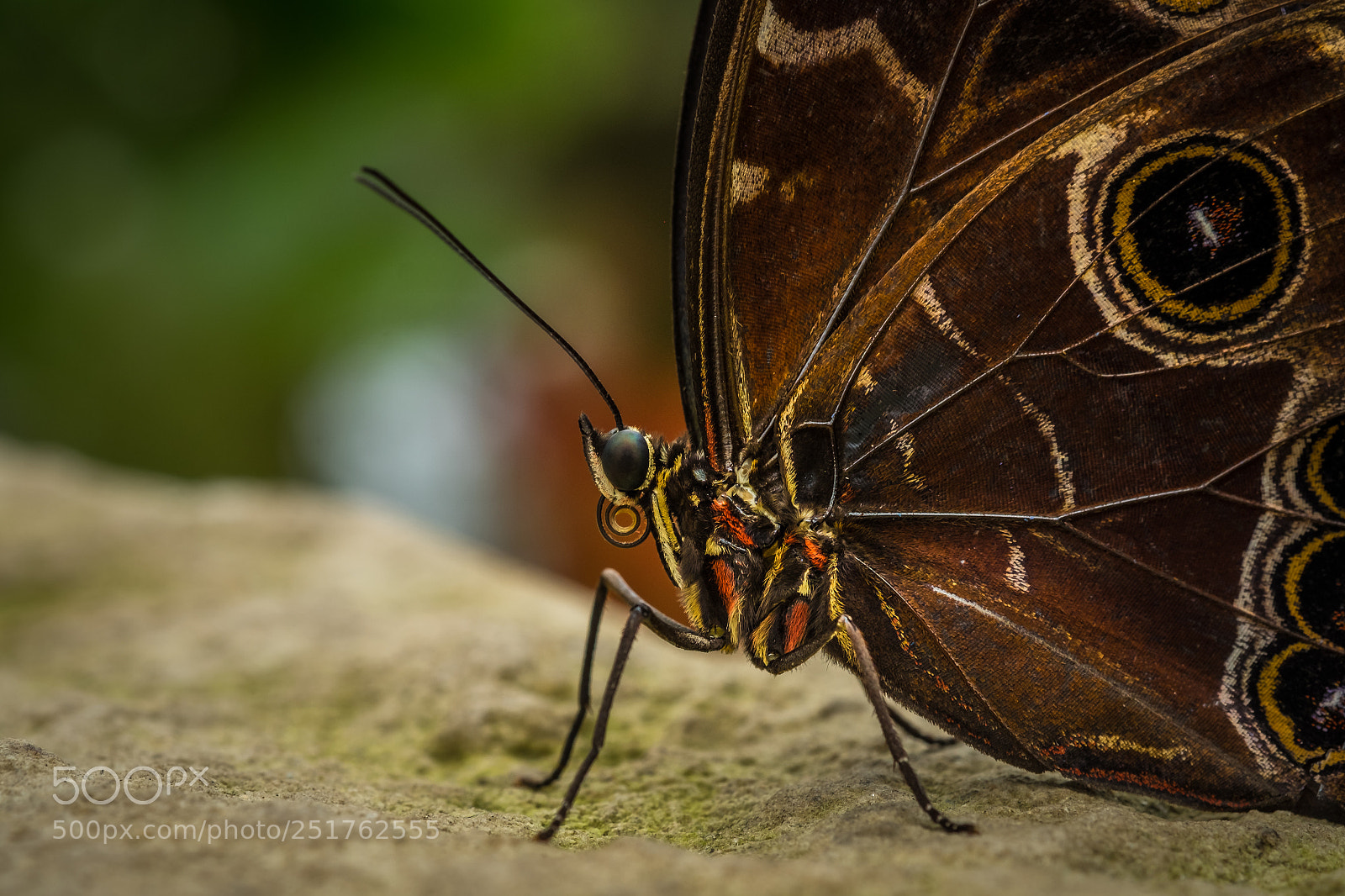Fujifilm X-T1 sample photo. Blauer morphofalter (morpho peleides) photography