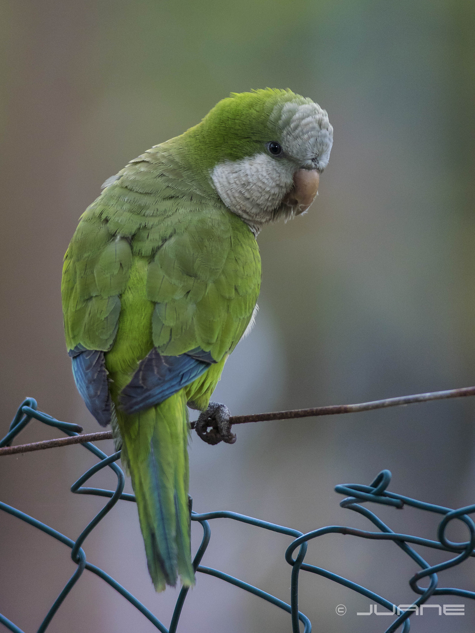 Nikon 1 V3 sample photo. Cotorra argentina, (myiopsitta monachus) photography