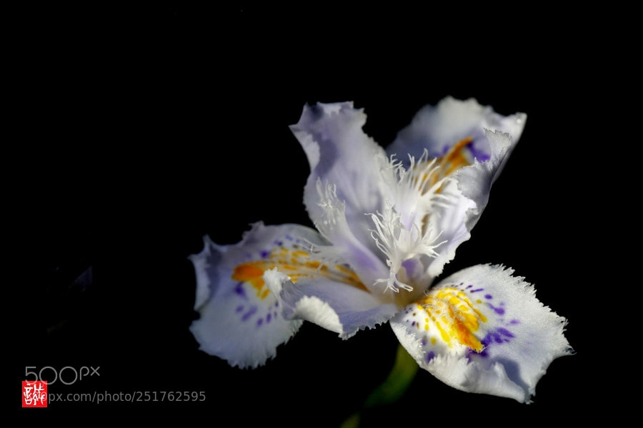 Sony a6500 sample photo. Iris japonica 0401 photography