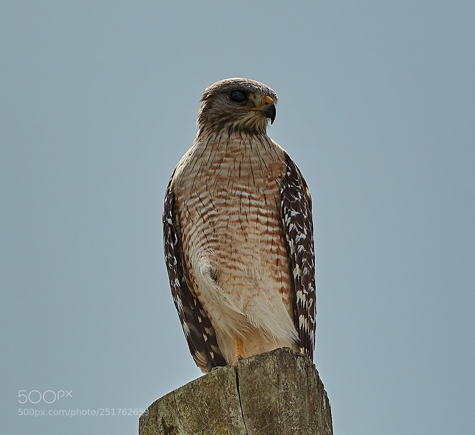 Canon EOS 5DS R sample photo. 04-01-18-0010256.jpg photography
