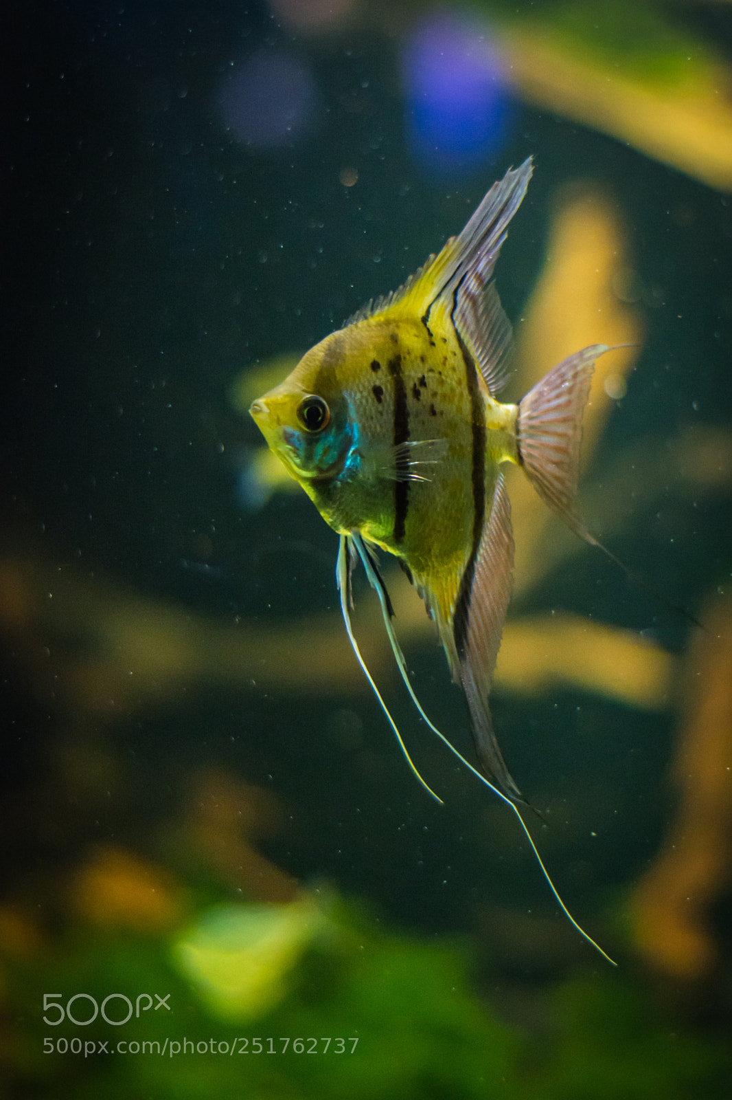 Nikon D5200 sample photo. Angelfish photography