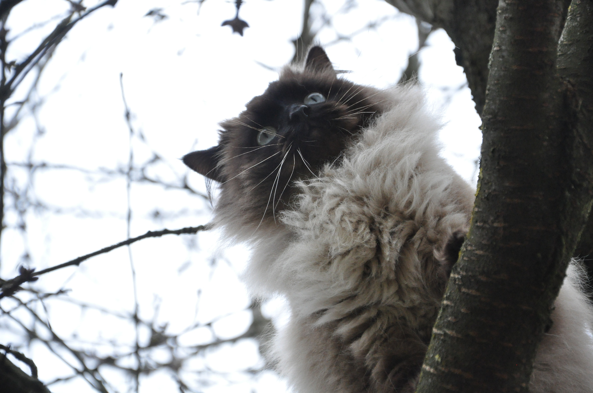 Nikon D5000 sample photo. Filou auf dem baum photography