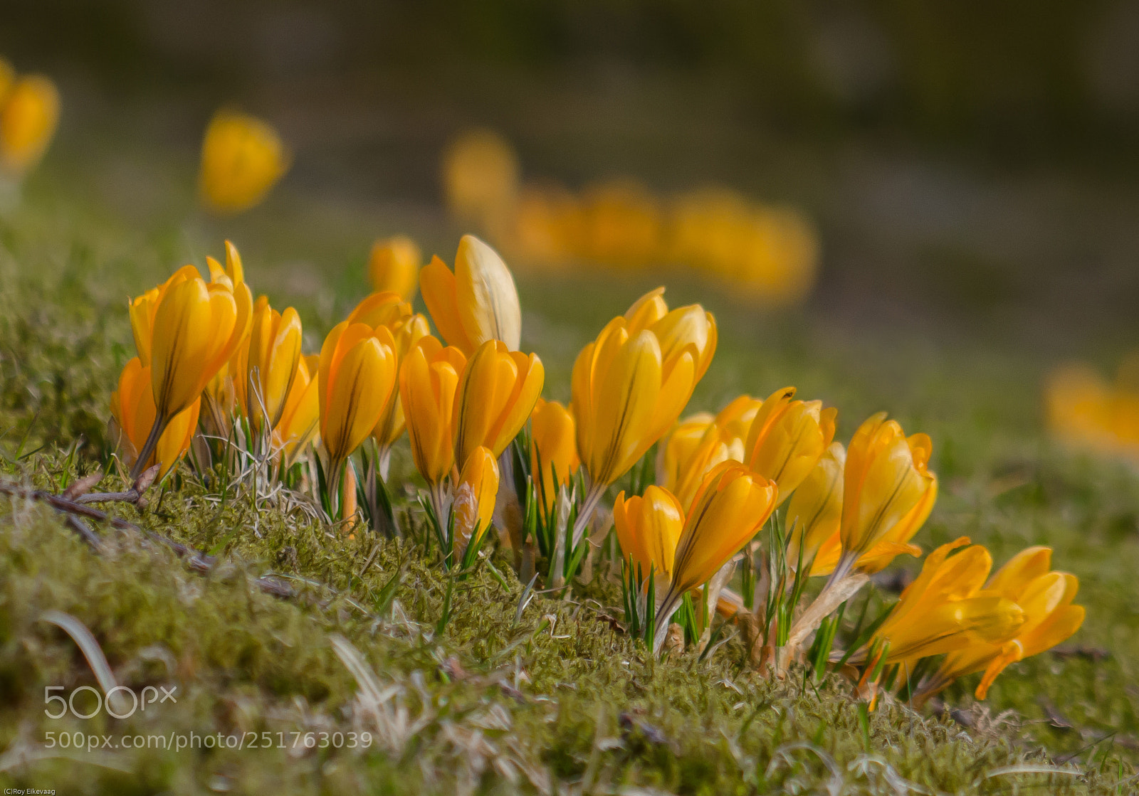 Nikon D7000 sample photo. Signs of spring photography