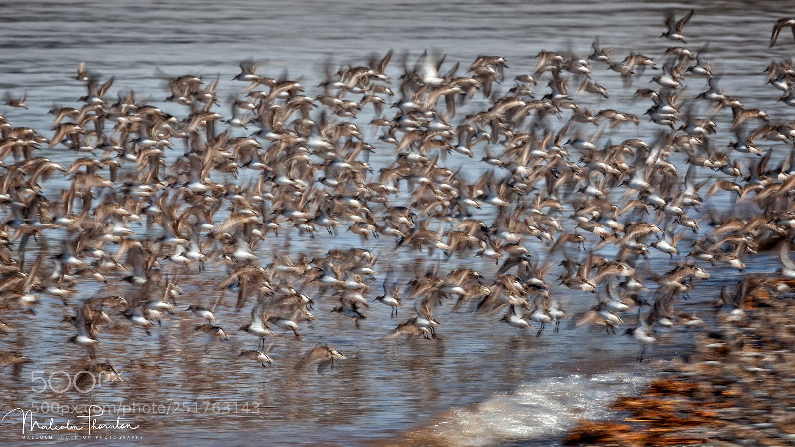 Canon EOS 5D Mark II sample photo. The flock photography