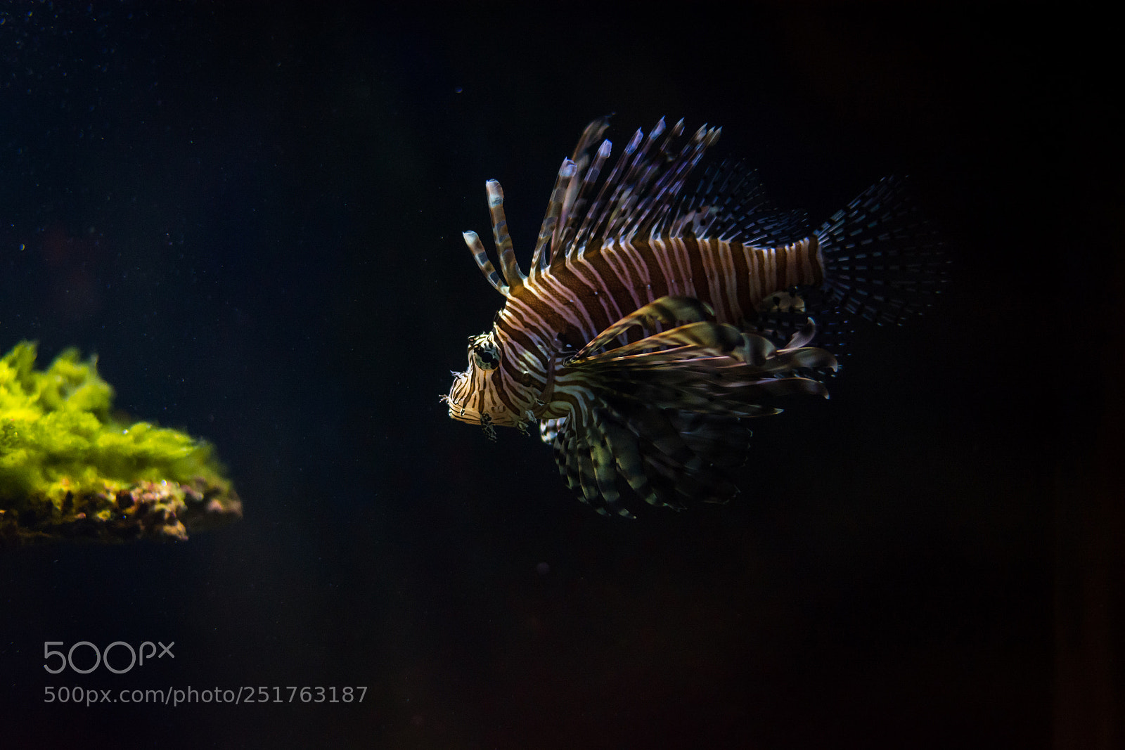 Nikon D5200 sample photo. Red lionfish photography