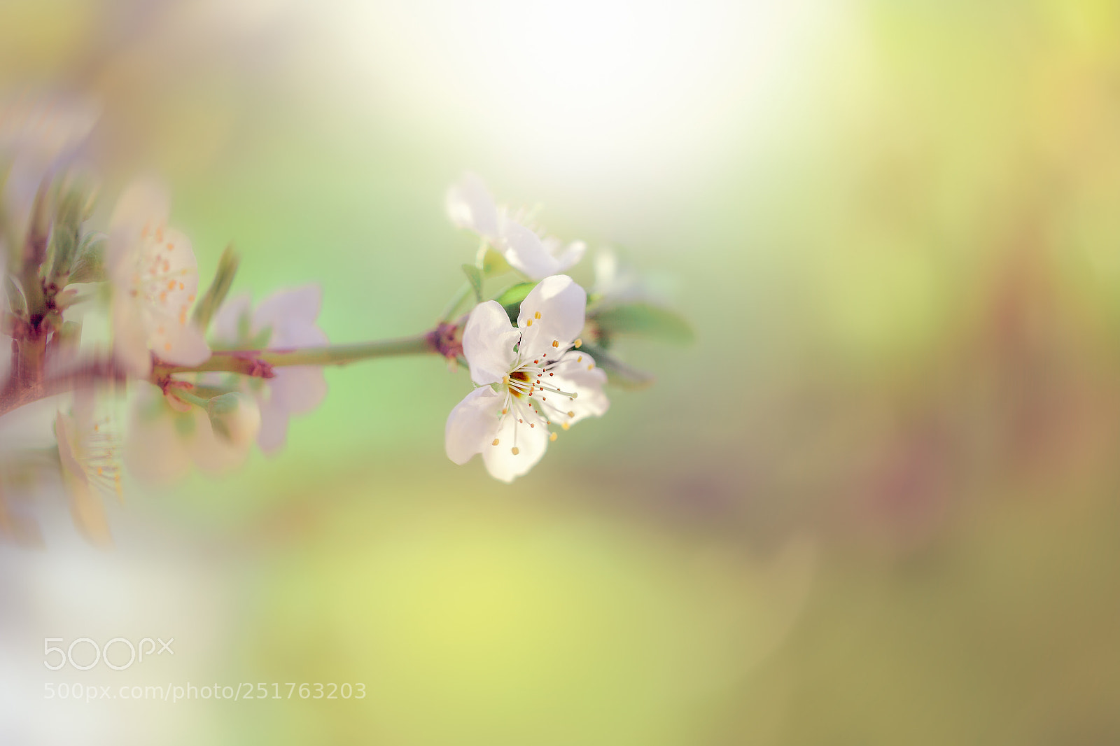 Canon EOS 5D Mark II sample photo. Flor ciruelo 3 photography