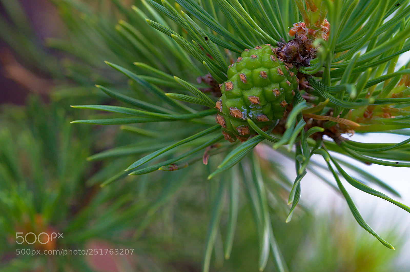 Nikon D7000 sample photo. Pine cone photography